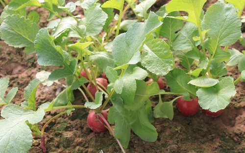 1652065292145963.png image.png