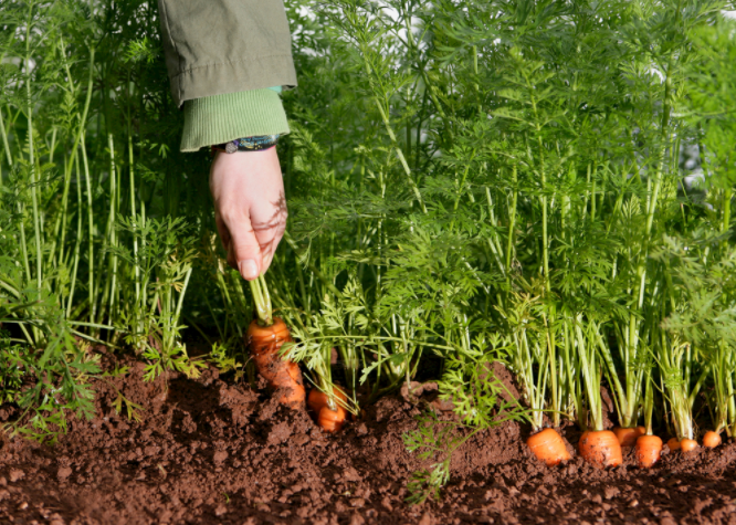 1680760331202022.png 土壤酸堿度測量儀怎么用?