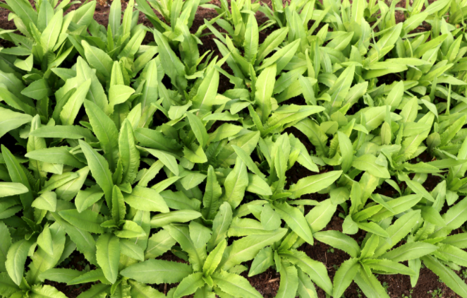 1681453746196046.png 土壤水勢(shì)測(cè)定儀的使用方法