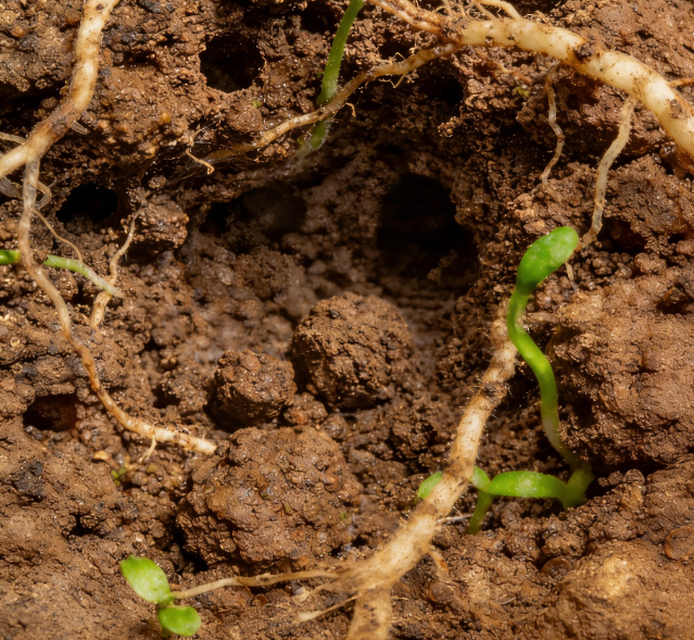 土壤水勢(shì)測(cè)定儀選國(guó)產(chǎn)？萊恩德耐鹽堿陶土頭 + 多探頭長(zhǎng)度可定制