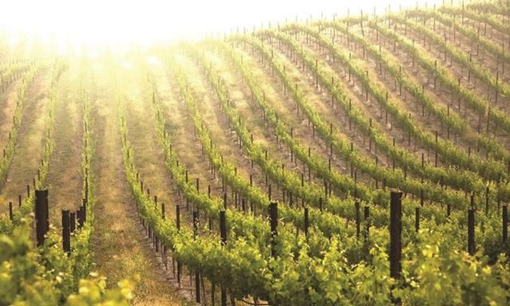 果園果樹栽種新建實(shí)驗(yàn)室檢測(cè)項(xiàng)目及儀器方案 果園果樹栽種新建實(shí)驗(yàn)室檢測(cè)項(xiàng)目及儀器方案